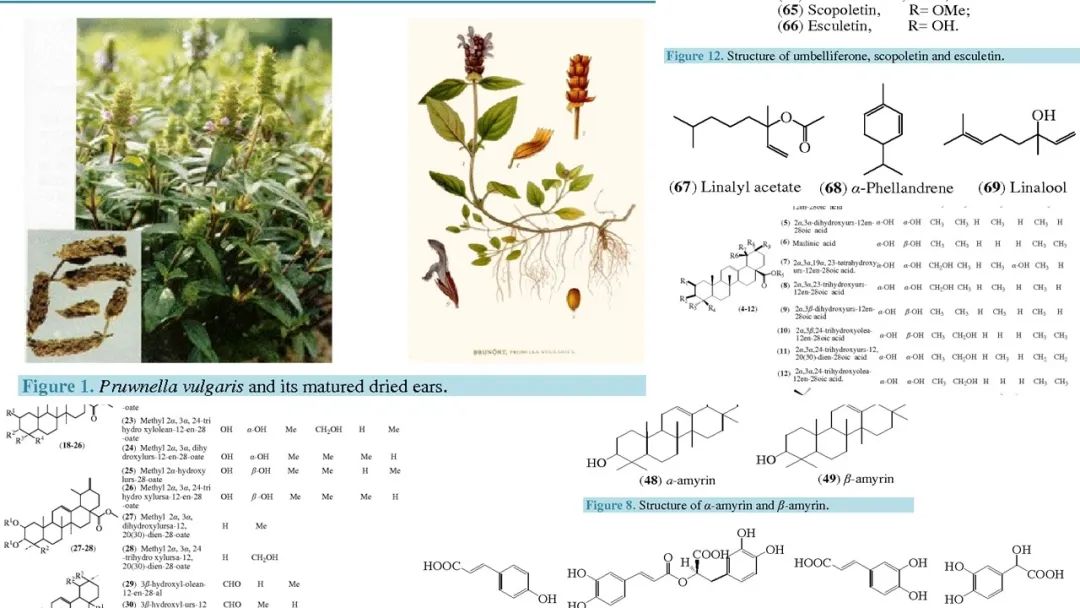 香精与香料(176)—夏枯草