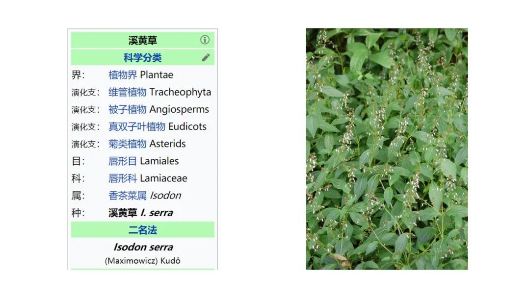 香精与香料(177)—溪黄草