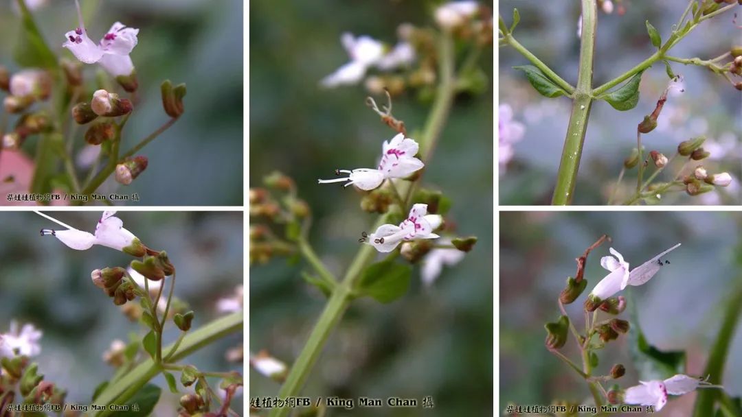 香精与香料(177)—溪黄草