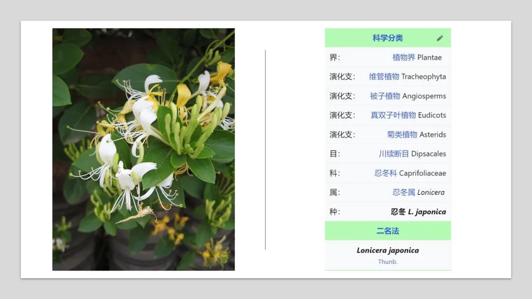 香精与香料(179)—金银花