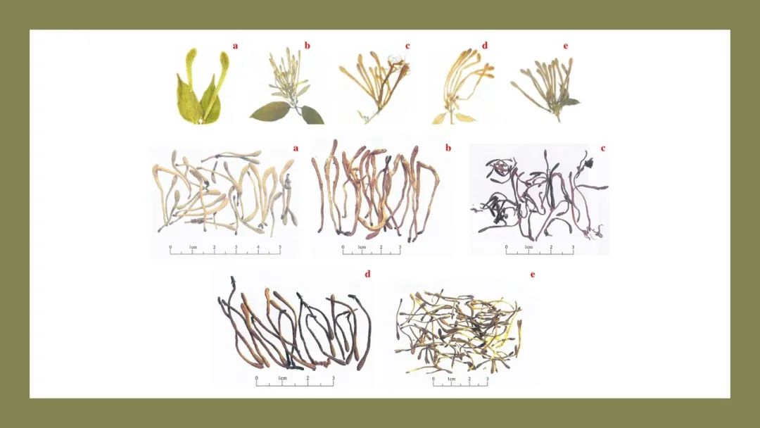 香精与香料(179)—金银花