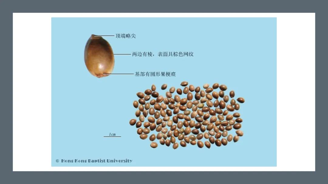 香精与香料(180)—火麻仁