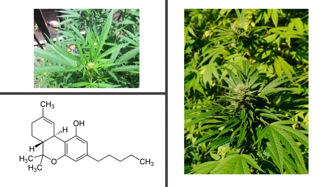 香精与香料(180)—火麻仁