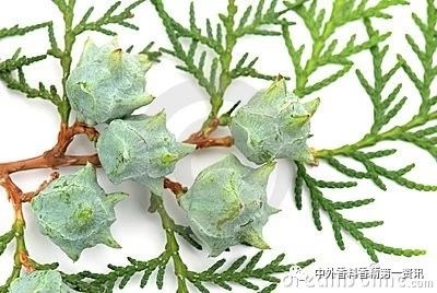 Flavor & Fragrance 文献综述：天然香精提取，生产和研究领域的进展