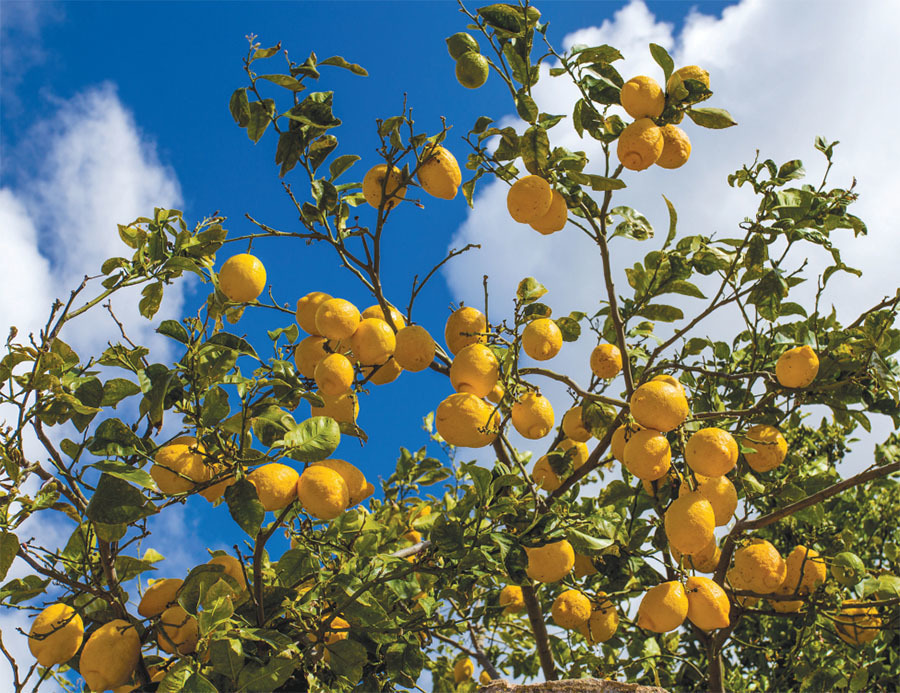 IFEAT关于柠檬的社会经济报告