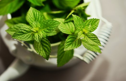 这3种植物的香气可恢复脑力和止痛