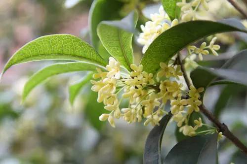 香水成分——桂花