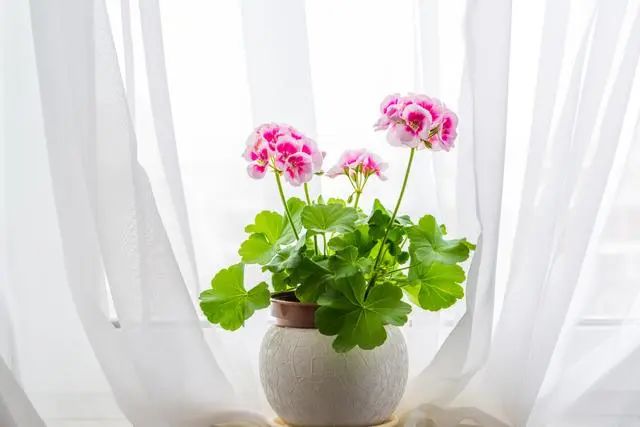 室内种植这几种植物，让你的房间充满芳香，净化空气，芬芳室内