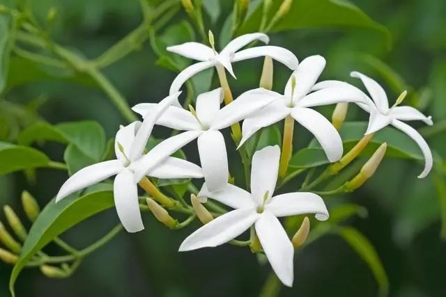 室内种植这几种植物，让你的房间充满芳香，净化空气，芬芳室内