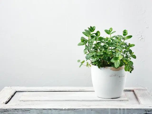 室内种植这几种植物，让你的房间充满芳香，净化空气，芬芳室内