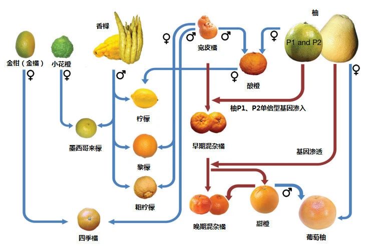 柠檬气味原料合集（上）