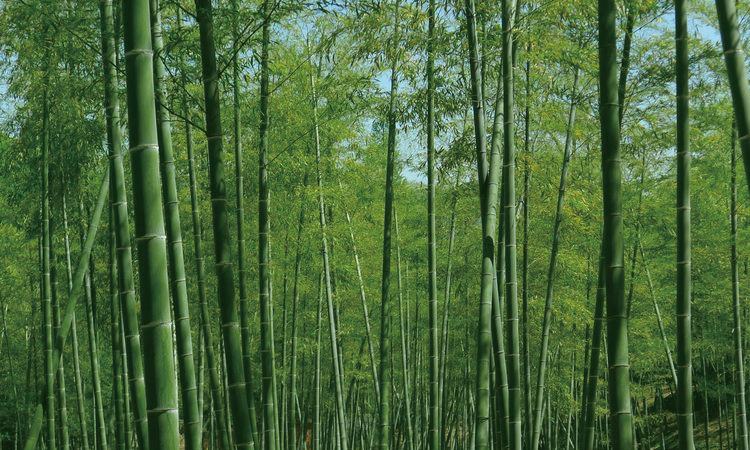 常见的香氛香型都有哪些