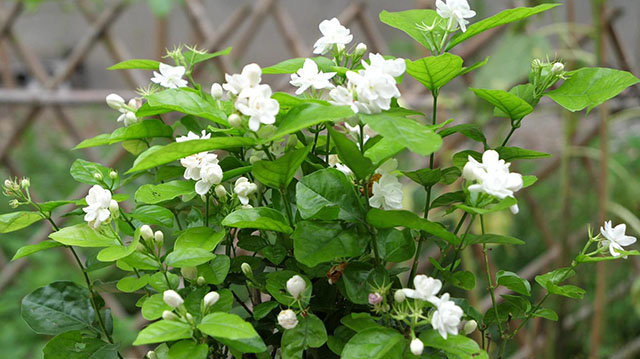 茉莉精油和茉莉香精两者之间大有不同