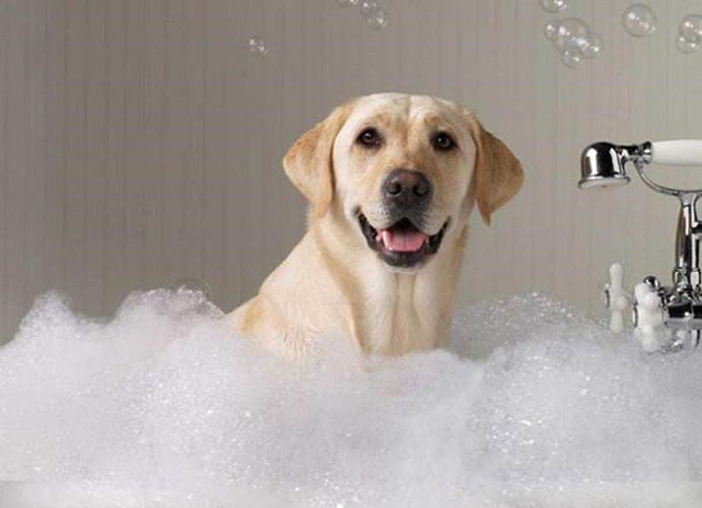 宠物洗发水用什么样的香精更香