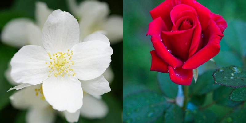 茉莉味的香精与玫瑰味的香精,哪种香型更好呢？