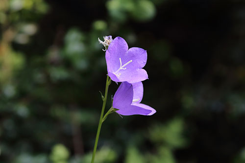 蓝风铃香精